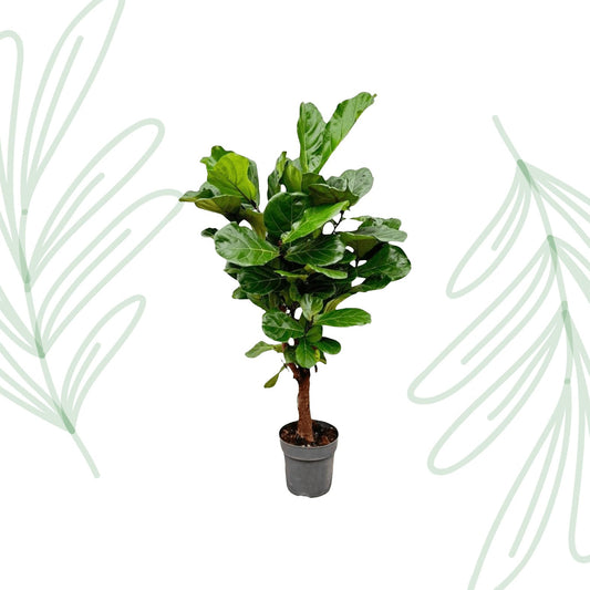 Ficus Lyrata vertakt - 140-160cm - Forestbloom