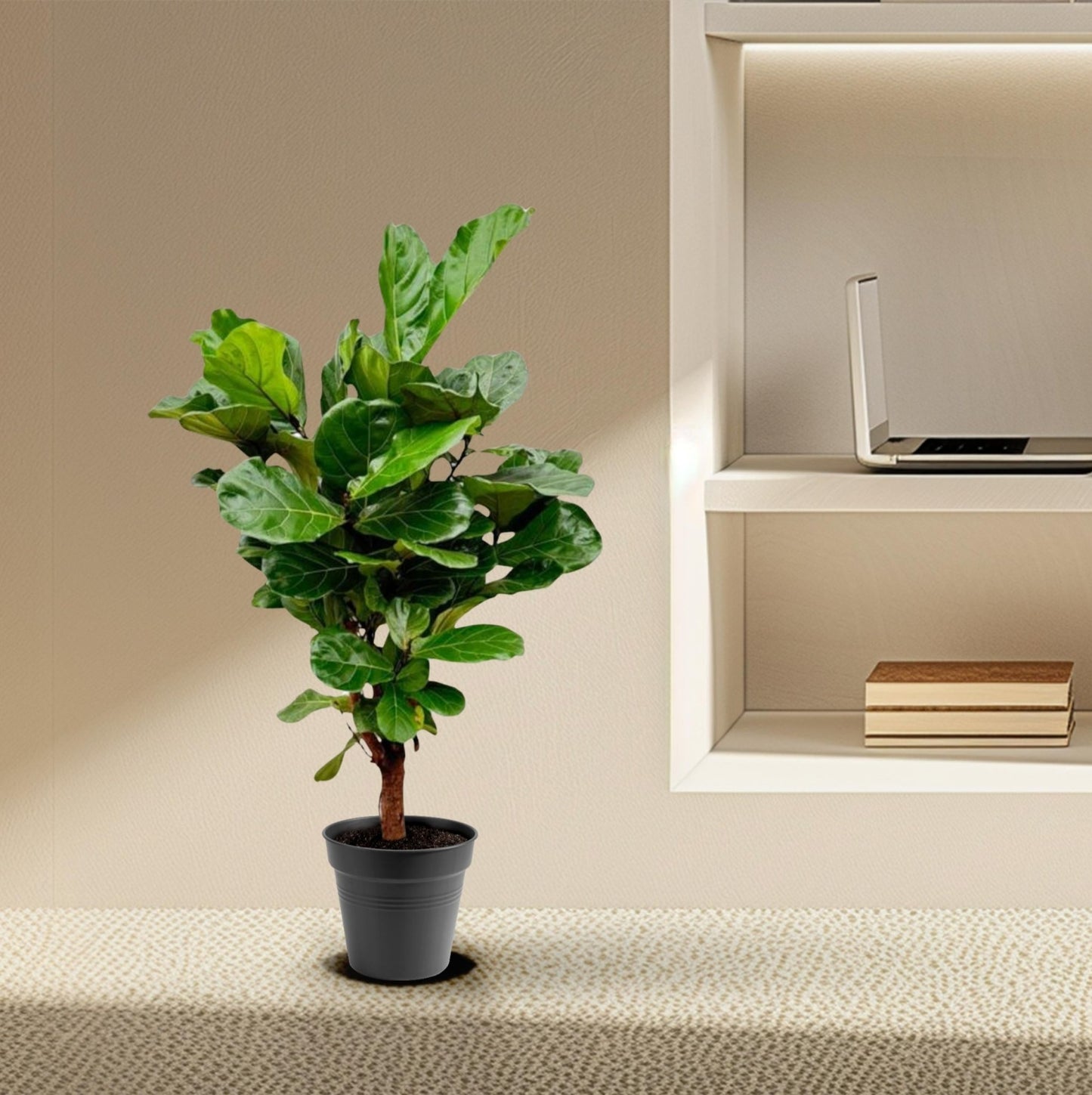 Ficus Lyrata vertakt - 140-160cm - Forestbloom