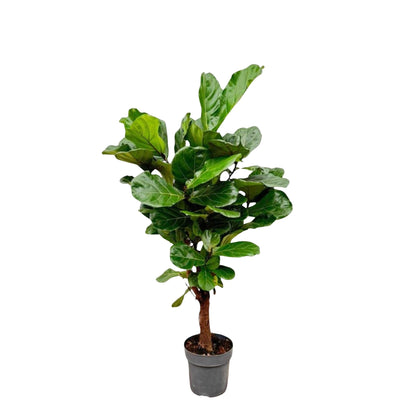 Ficus Lyrata vertakt - 140-160cm - Forestbloom