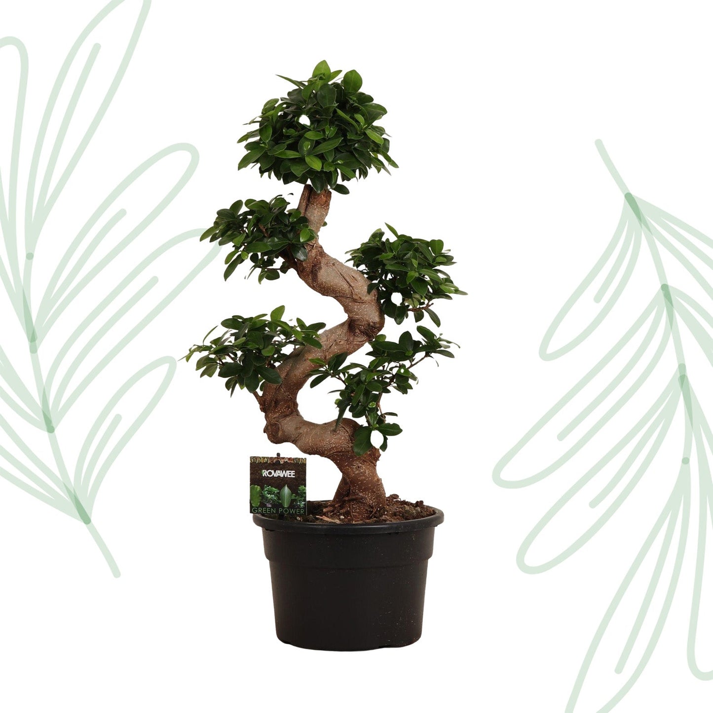 Ficus Microcarpa Ginseng - 80 cm - Forestbloom