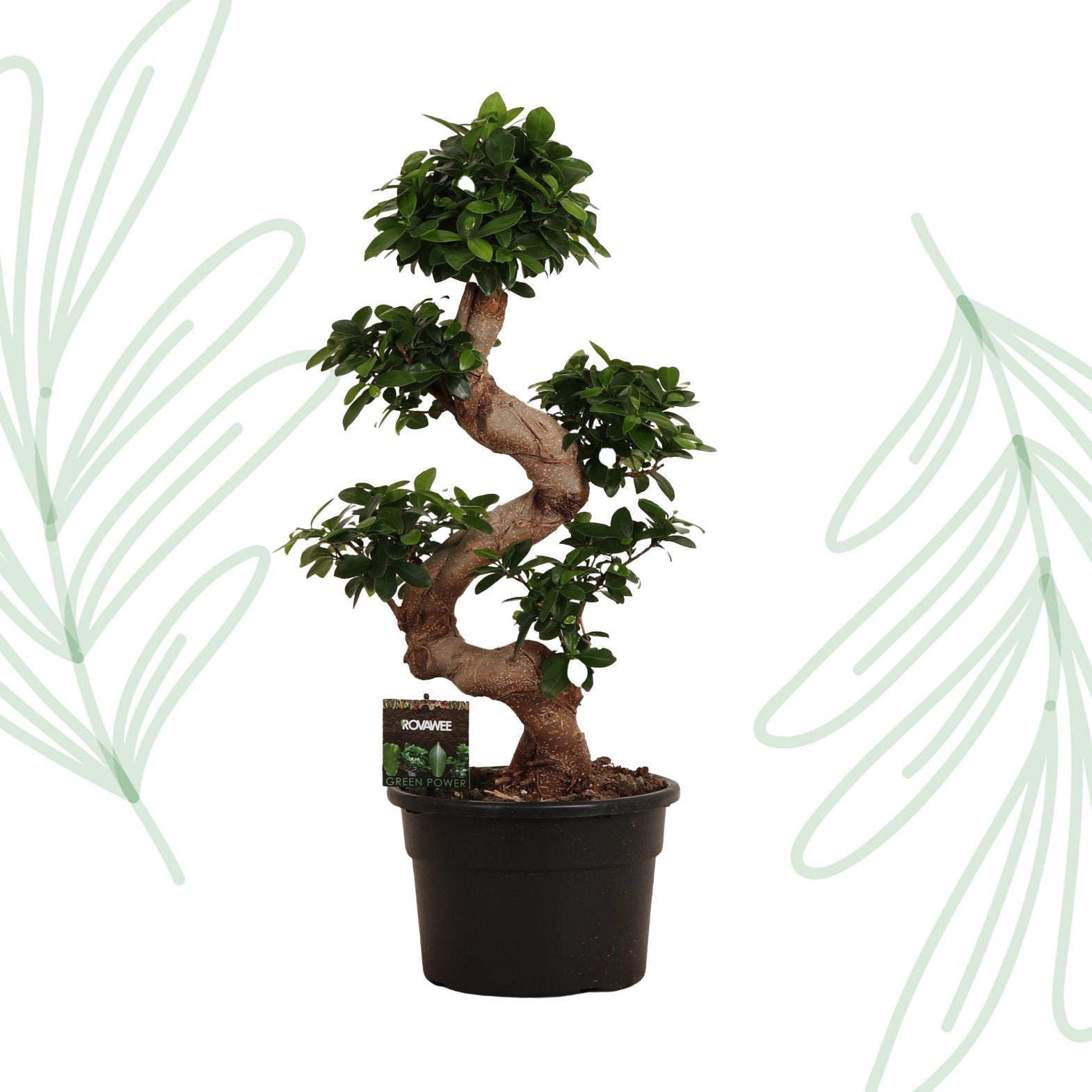 Ficus Microcarpa Ginseng - 80 cm - Forestbloom