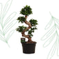 Ficus Microcarpa Ginseng - 80 cm - Forestbloom