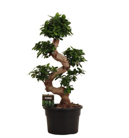 Ficus Microcarpa Ginseng - 80 cm - Forestbloom