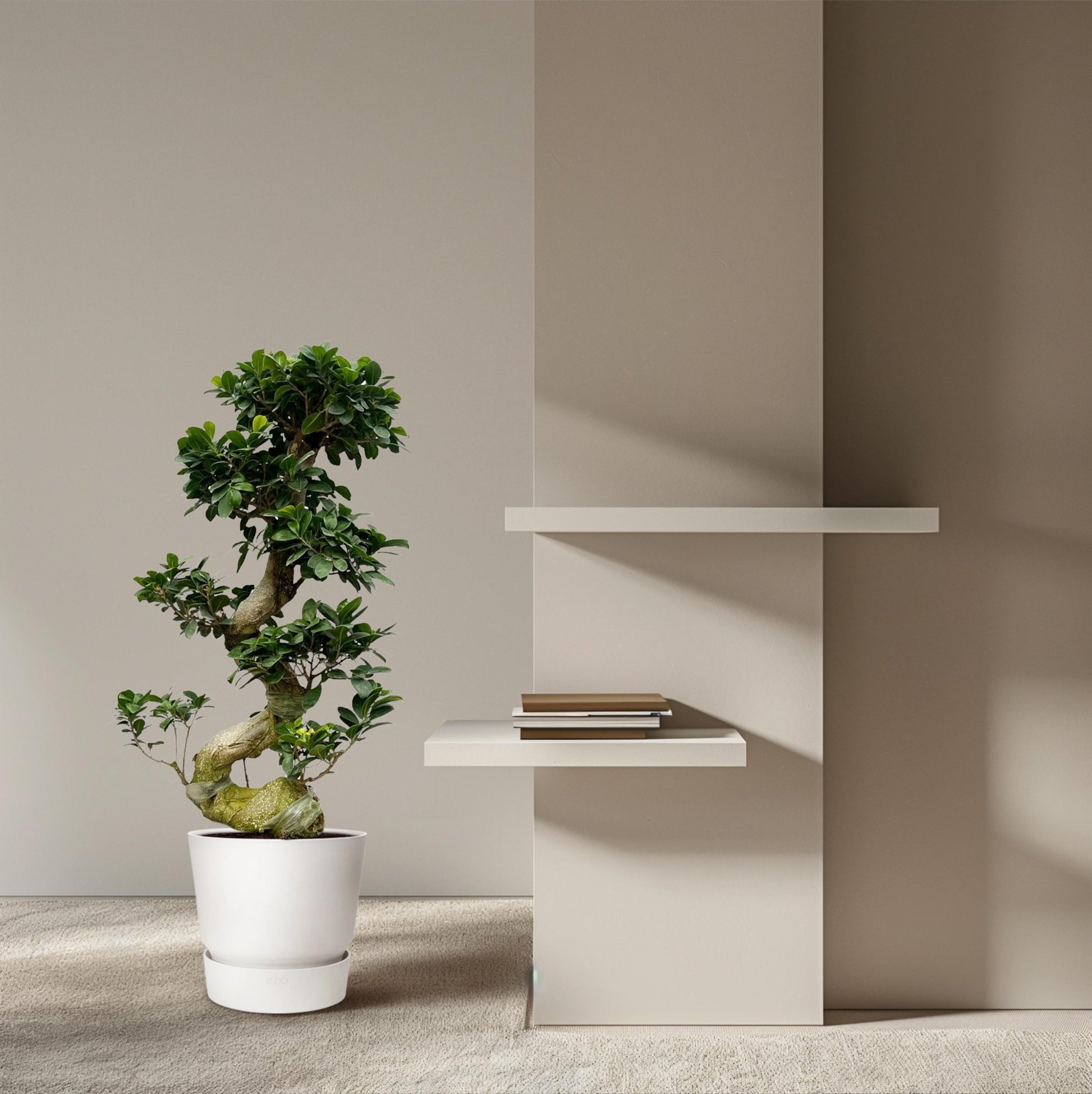 Ficus Microcarpa Ginseng - 80 cm - Forestbloom