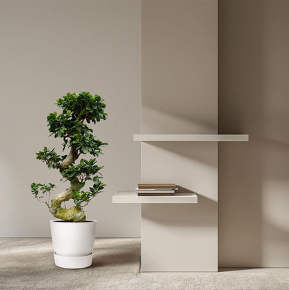 Ficus Microcarpa Ginseng - 80 cm - Forestbloom