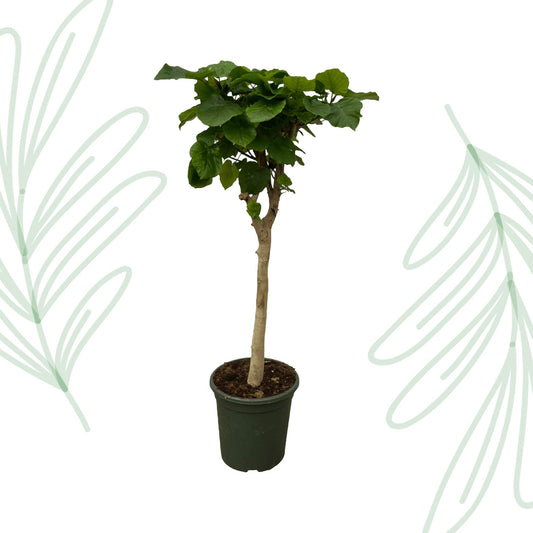 Ficus Umbellata stam - 180 cm - Forestbloom