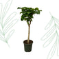Ficus Umbellata stam - 180 cm - Forestbloom