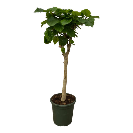 Ficus Umbellata stam - 180 cm - Forestbloom