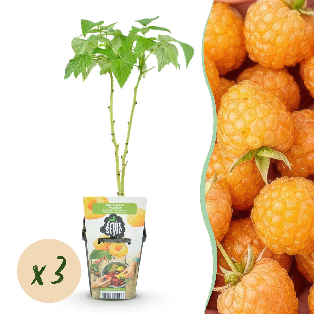 Framboos - Rubus idaeus Fallgold - Winterhard - 3 Planten - Forestbloom