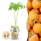 Framboos - Rubus idaeus Fallgold - Winterhard - 3 Planten - Forestbloom
