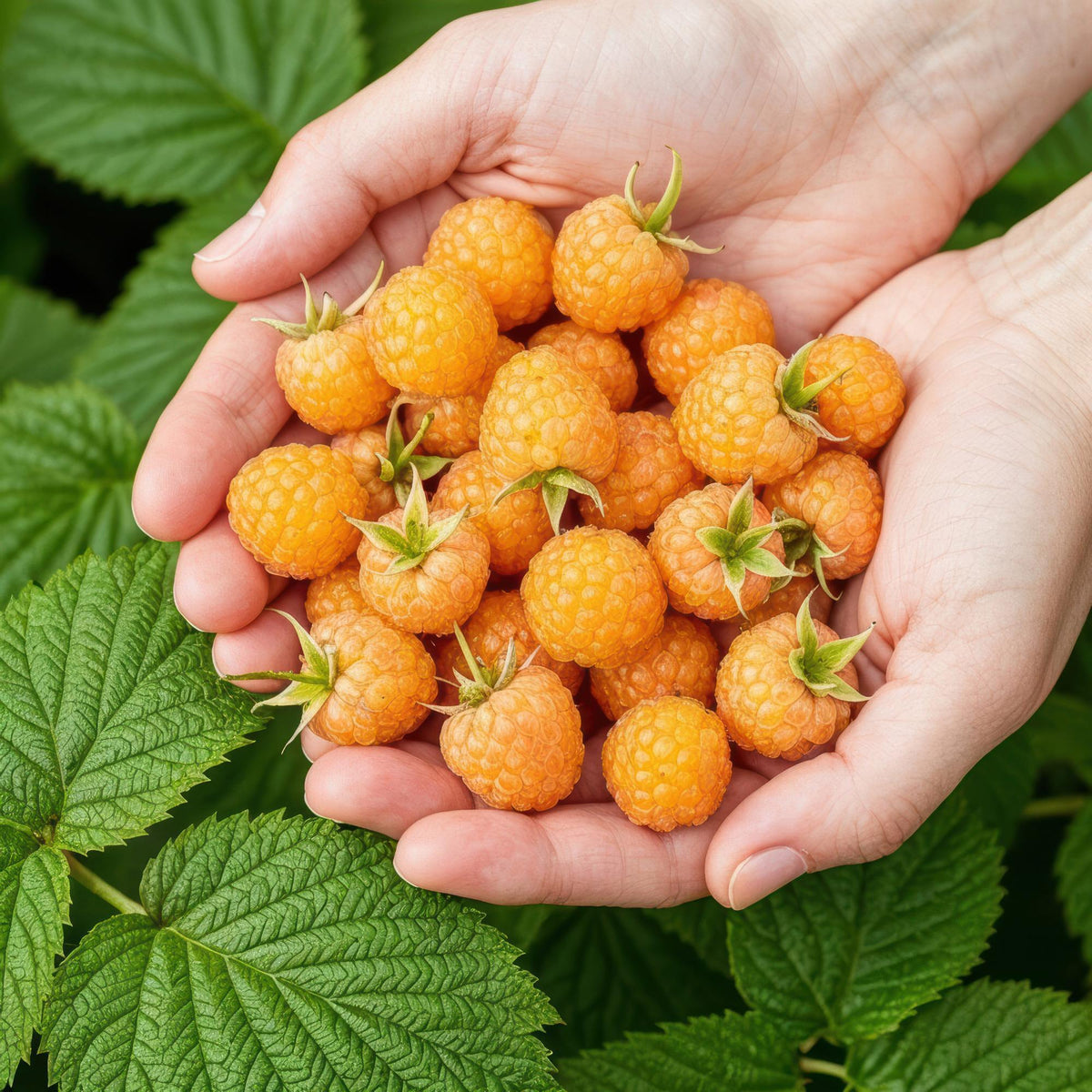 Framboos - Rubus idaeus Fallgold - Winterhard - 6 Planten - Forestbloom