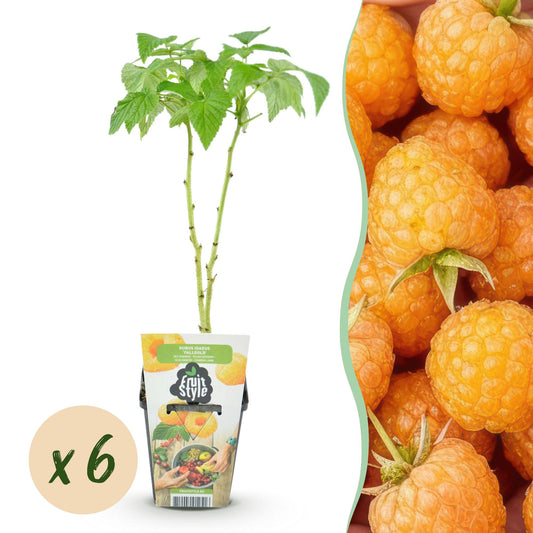Framboos - Rubus idaeus Fallgold - Winterhard - 6 Planten - Forestbloom