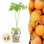 Framboos - Rubus idaeus Fallgold - Winterhard - 6 Planten - Forestbloom