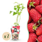 Framboos - Rubus idaeus Heritage - Winterhard - 3 Planten - Forestbloom