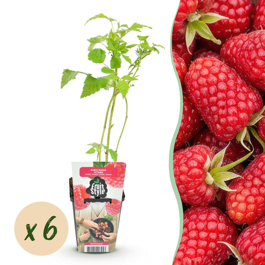Framboos - Rubus idaeus Heritage - Winterhard - 6 Planten - Forestbloom