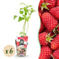Framboos - Rubus idaeus Heritage - Winterhard - 6 Planten - Forestbloom
