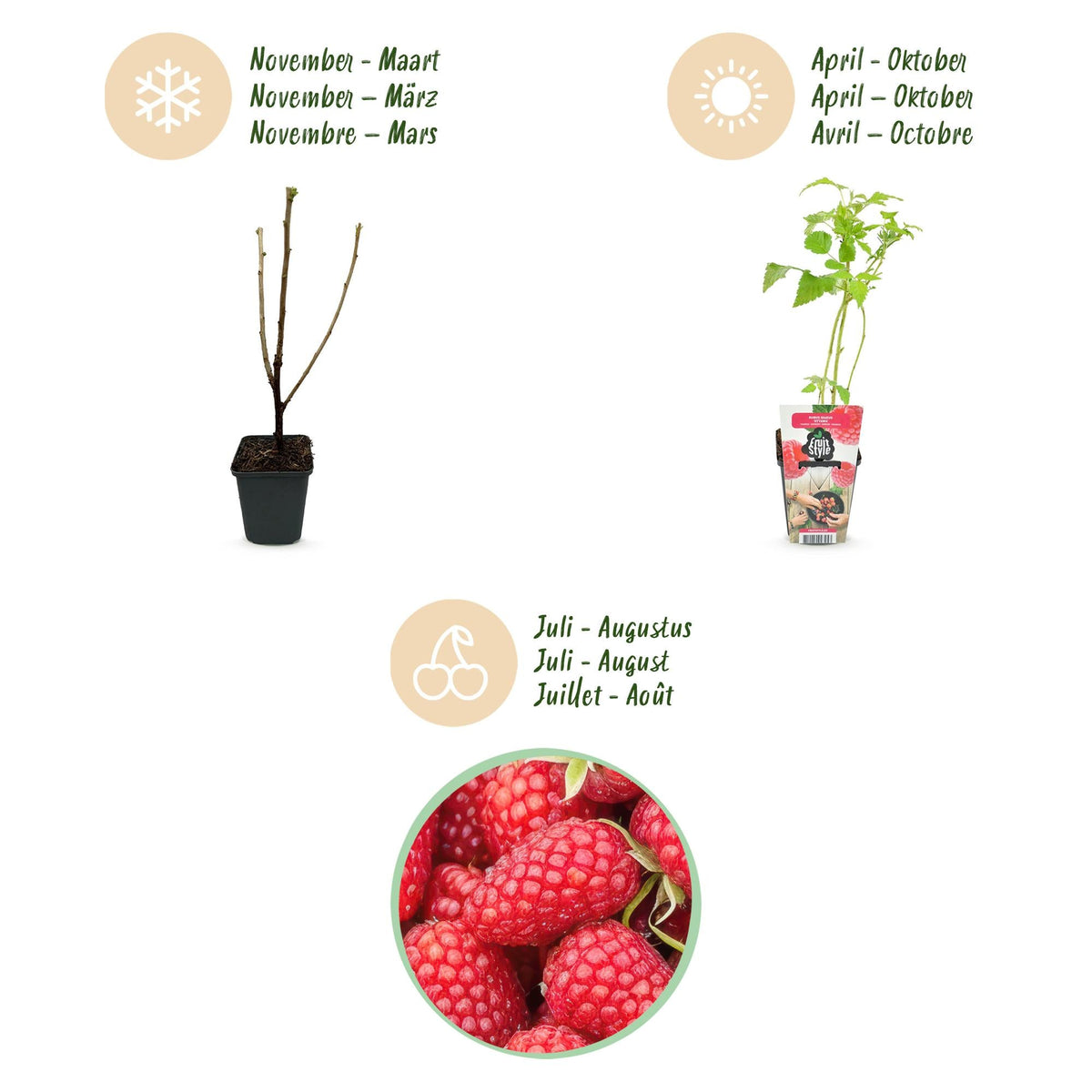 Framboos - Rubus idaeus Heritage - Winterhard - 6 Planten - Forestbloom