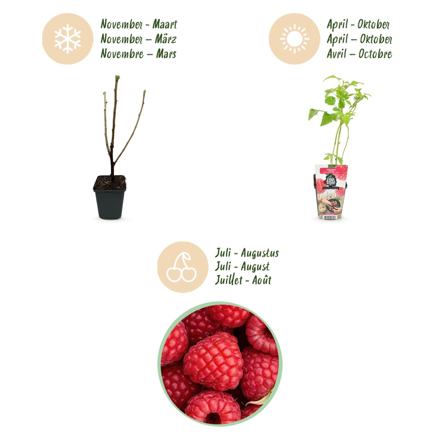Framboos - Rubus idaeus Ottawa - Winterhard - 3 Planten - Forestbloom