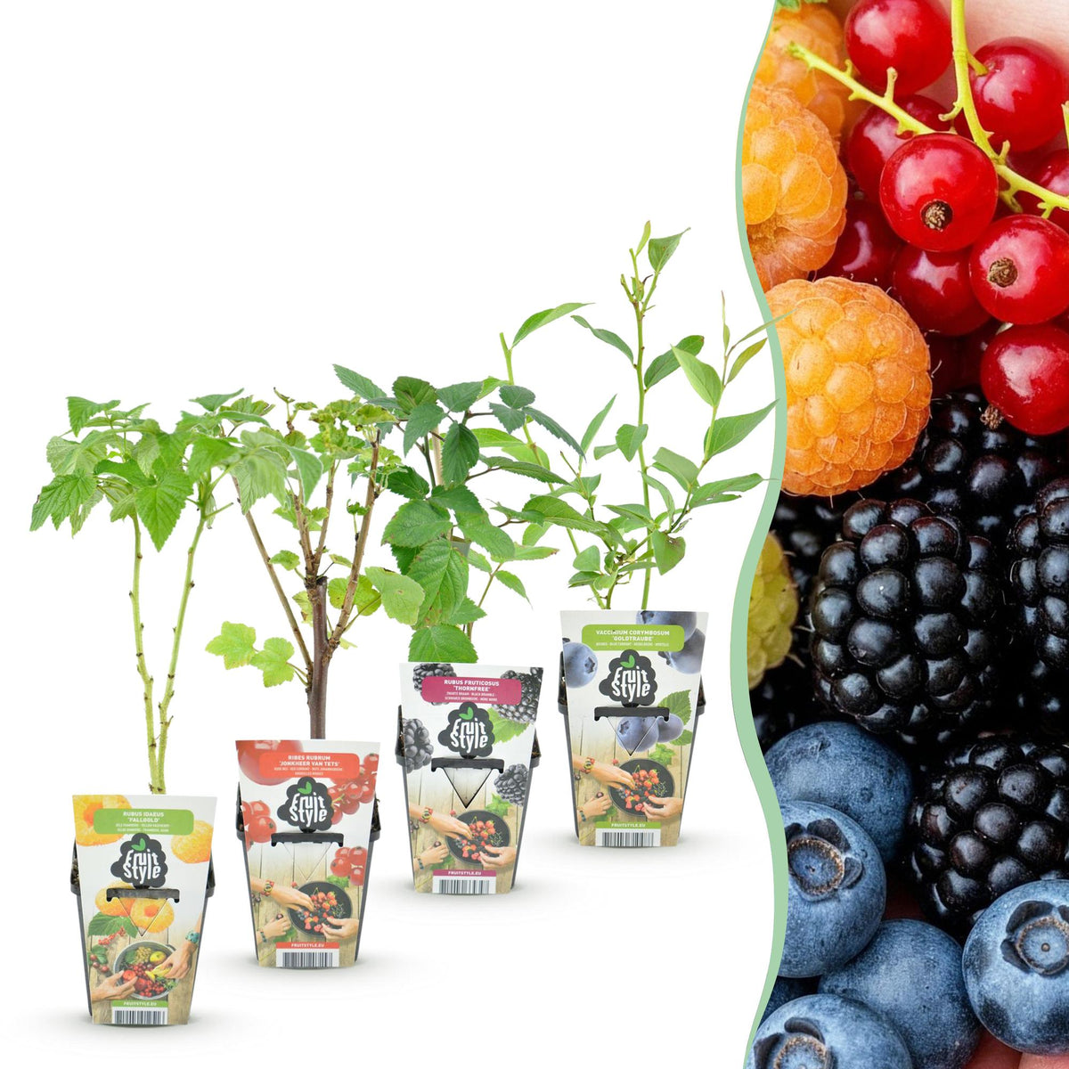 Fruitplantenmix Rainbow - Winterhard - 4 Planten - Forestbloom