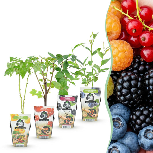 Fruitplantenmix Rainbow - Winterhard - 4 Planten - Forestbloom