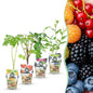 Fruitplantenmix Rainbow - Winterhard - 4 Planten - Forestbloom