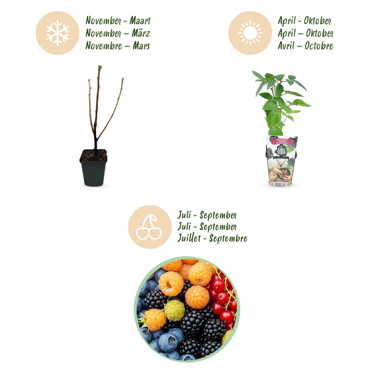 Fruitplantenmix Rainbow - Winterhard - 8 Planten - Forestbloom