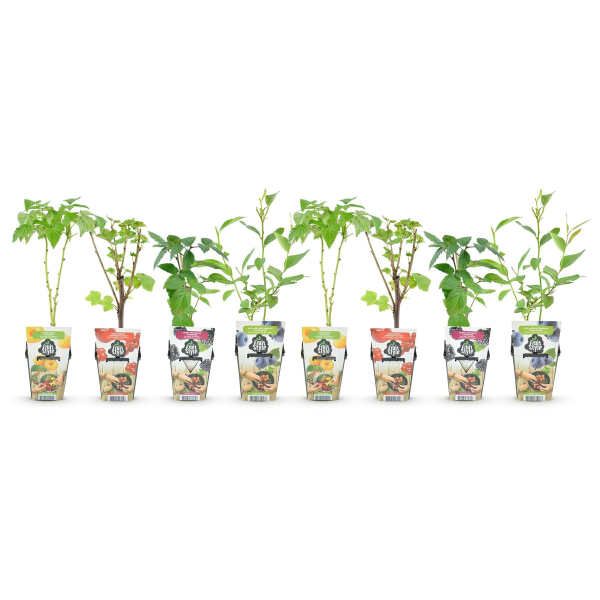 Fruitplantenmix Rainbow - Winterhard - 8 Planten - Forestbloom