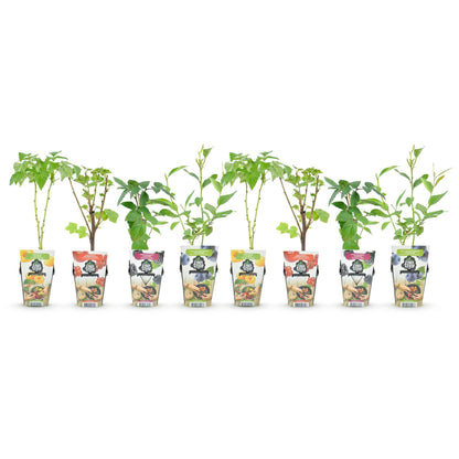 Fruitplantenmix Rainbow - Winterhard - 8 Planten - Forestbloom