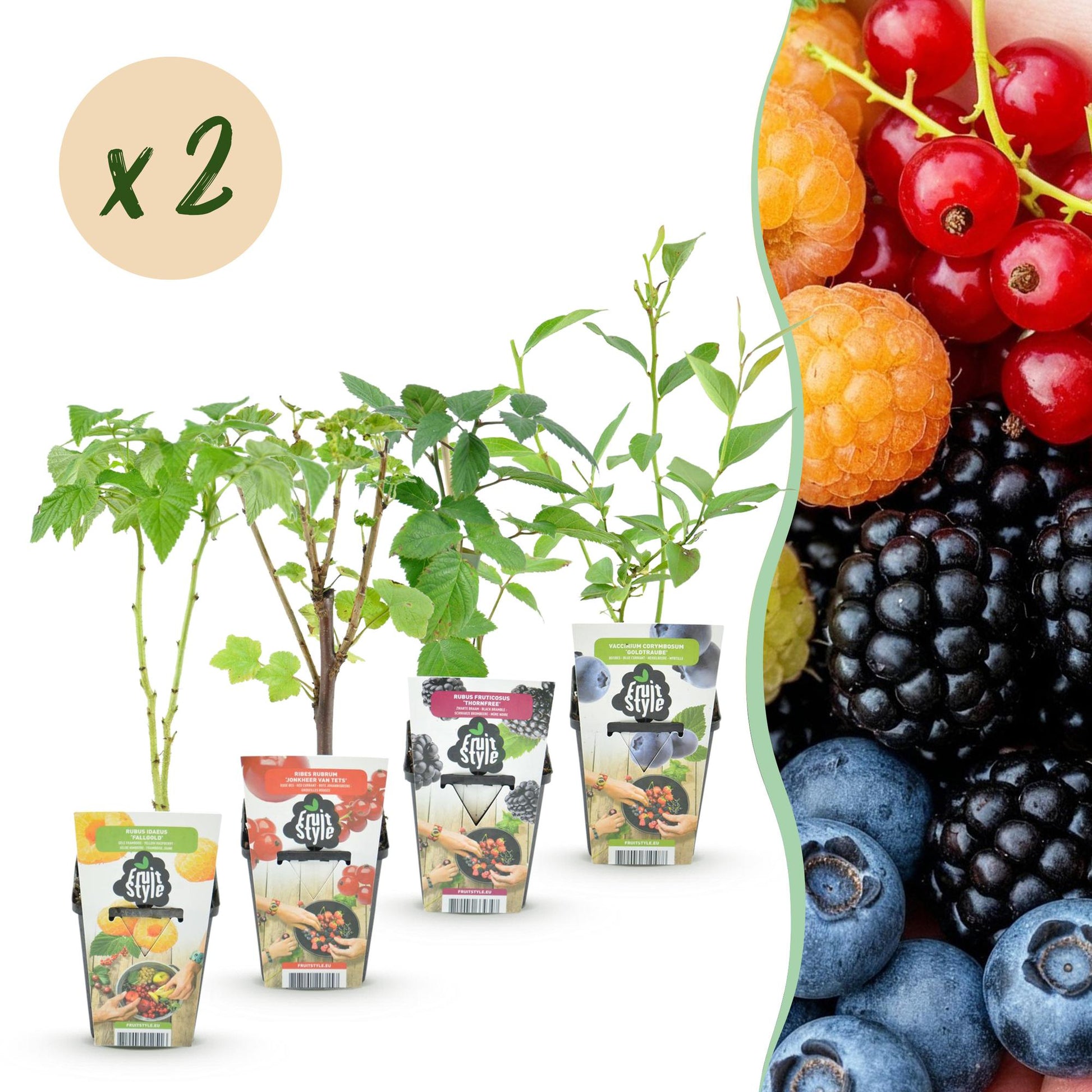 Fruitplantenmix Rainbow - Winterhard - 8 Planten - Forestbloom