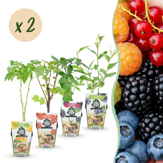 Fruitplantenmix Rainbow - Winterhard - 8 Planten - Forestbloom