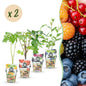 Fruitplantenmix Rainbow - Winterhard - 8 Planten - Forestbloom