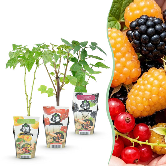 Fruitplantenmix Tricolour - Winterhard - 3 Planten - Forestbloom