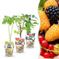 Fruitplantenmix Tricolour - Winterhard - 3 Planten - Forestbloom