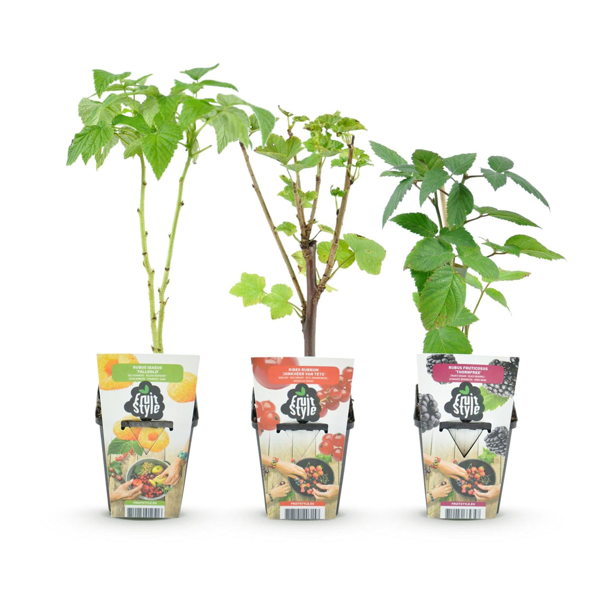 Fruitplantenmix Tricolour - Winterhard - 3 Planten - Forestbloom