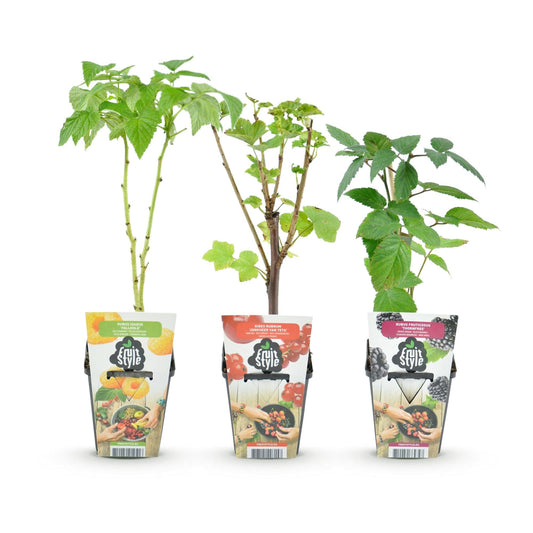 Fruitplantenmix Tricolour - Winterhard - 3 Planten - Forestbloom