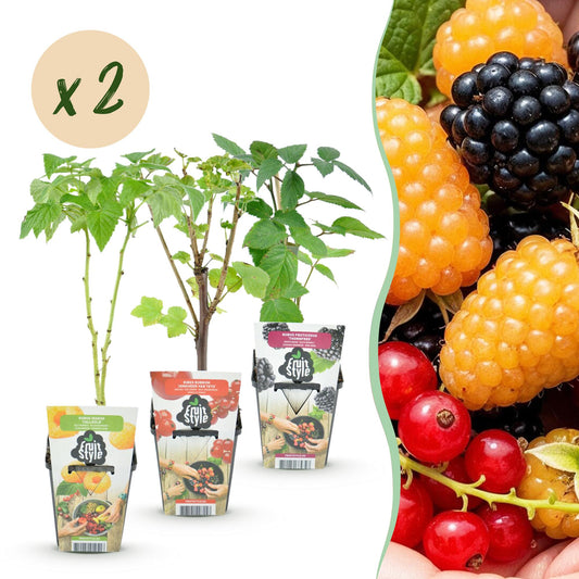 Fruitplantenmix Tricolour - Winterhard - 6 Planten - Forestbloom