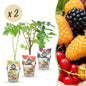 Fruitplantenmix Tricolour - Winterhard - 6 Planten - Forestbloom