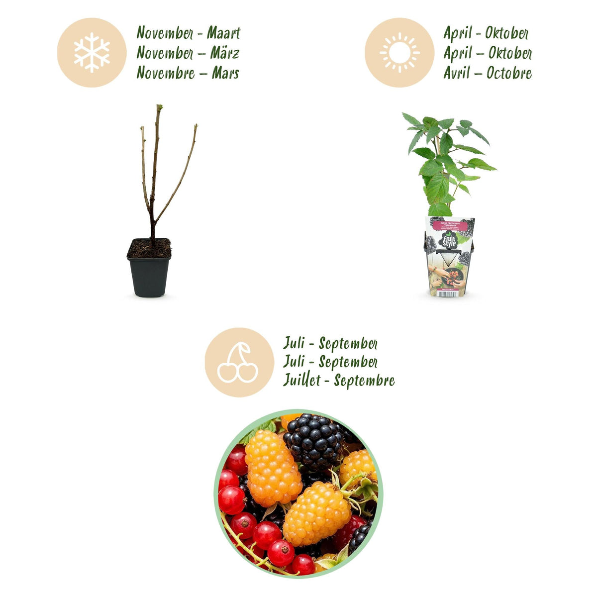 Fruitplantenmix Tricolour - Winterhard - 6 Planten - Forestbloom
