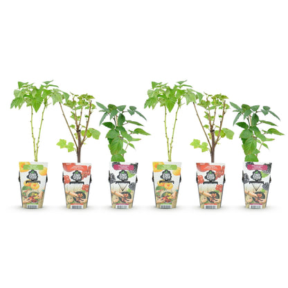 Fruitplantenmix Tricolour - Winterhard - 6 Planten - Forestbloom
