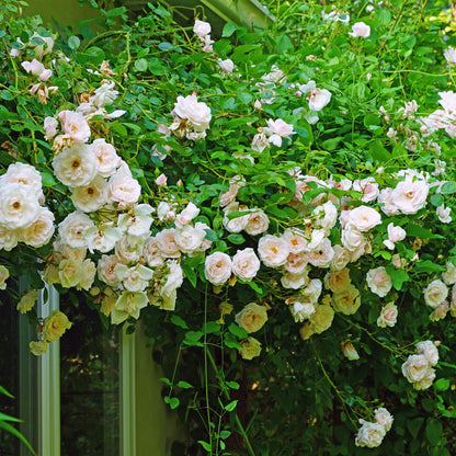 GKlimroos - Rosa New Dawn - Weinig onderhoud - 2 planten - Forestbloom