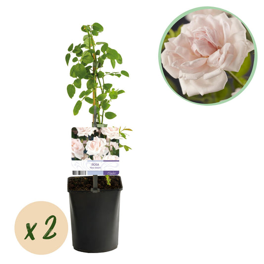 GKlimroos - Rosa New Dawn - Weinig onderhoud - 2 planten - Forestbloom