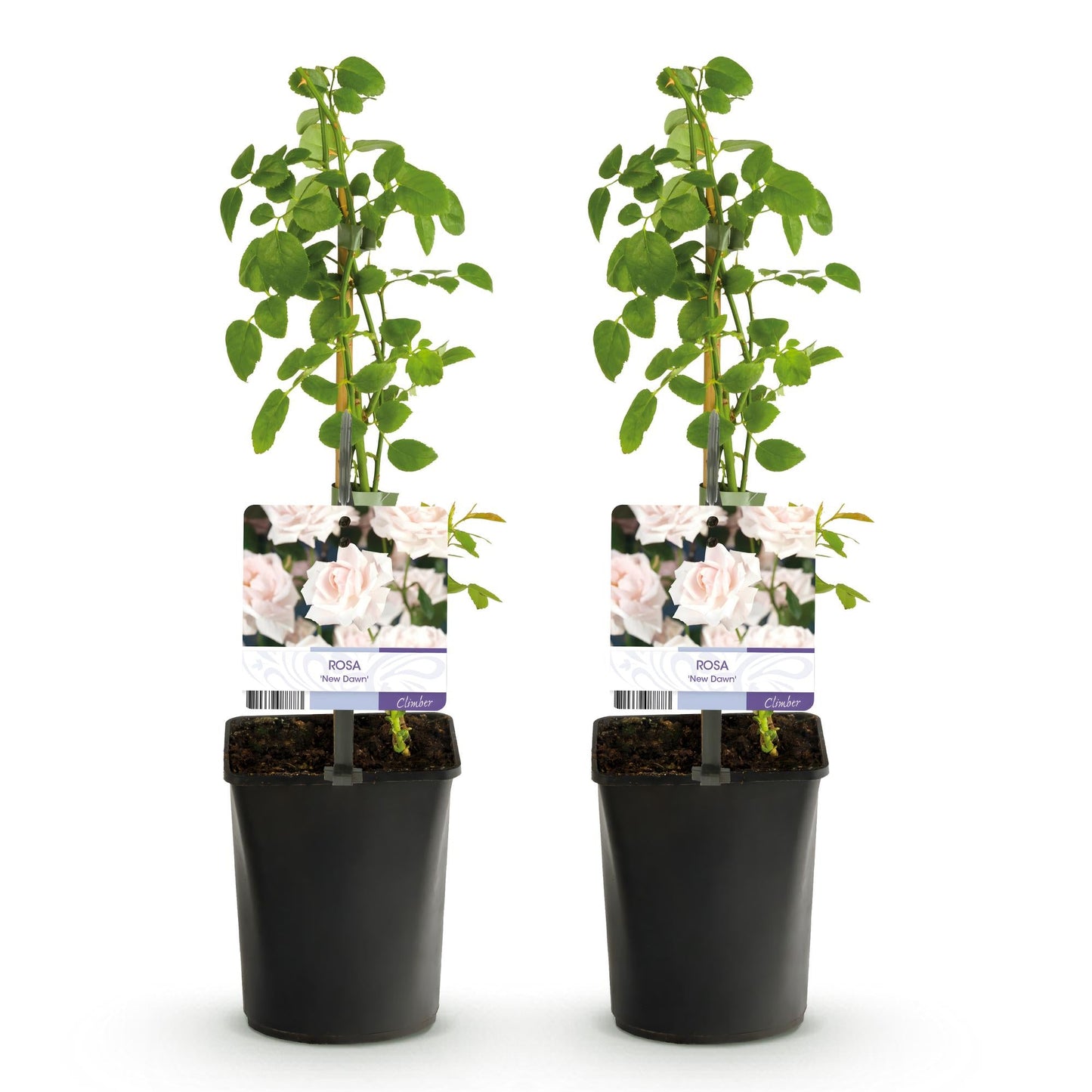 GKlimroos - Rosa New Dawn - Weinig onderhoud - 2 planten - Forestbloom