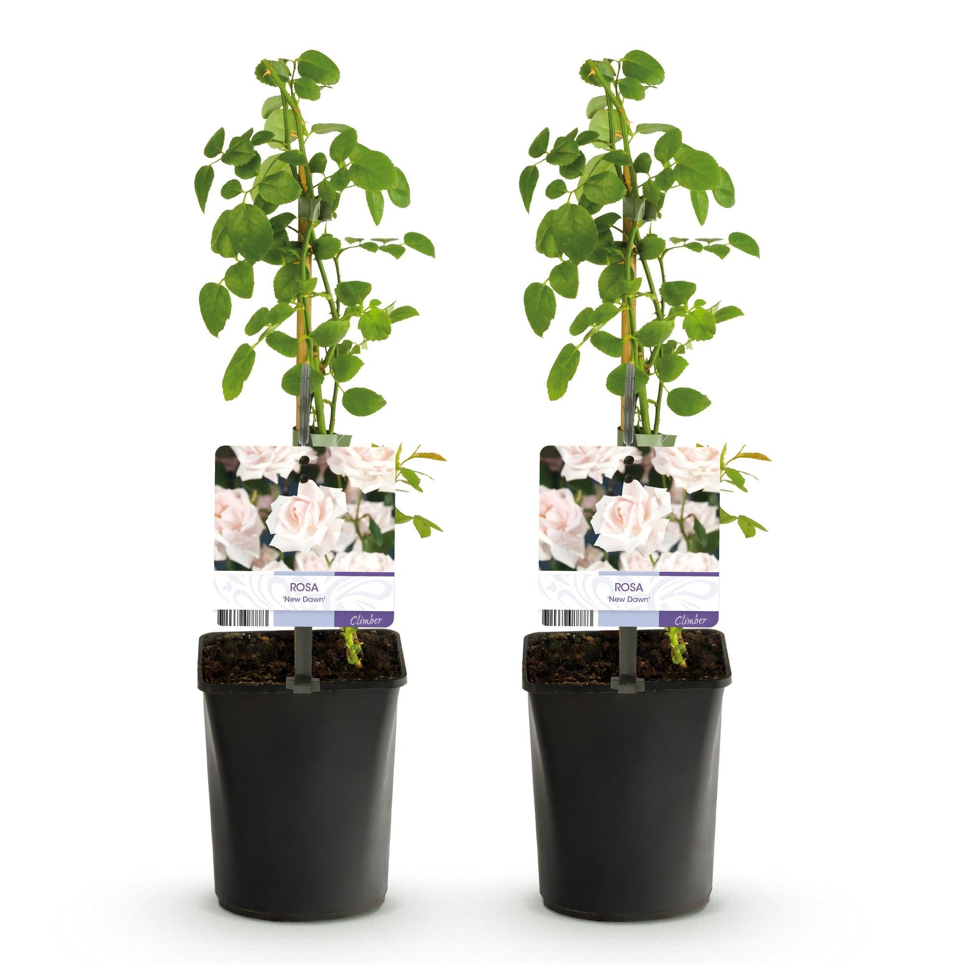 GKlimroos - Rosa New Dawn - Weinig onderhoud - 2 planten - Forestbloom