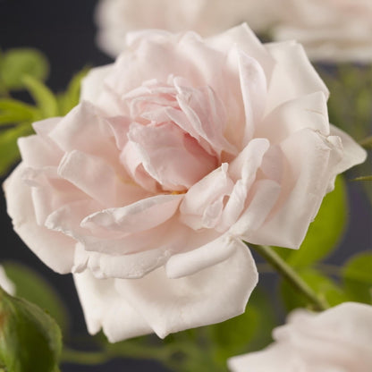 GKlimroos - Rosa New Dawn - Weinig onderhoud - 2 planten - Forestbloom