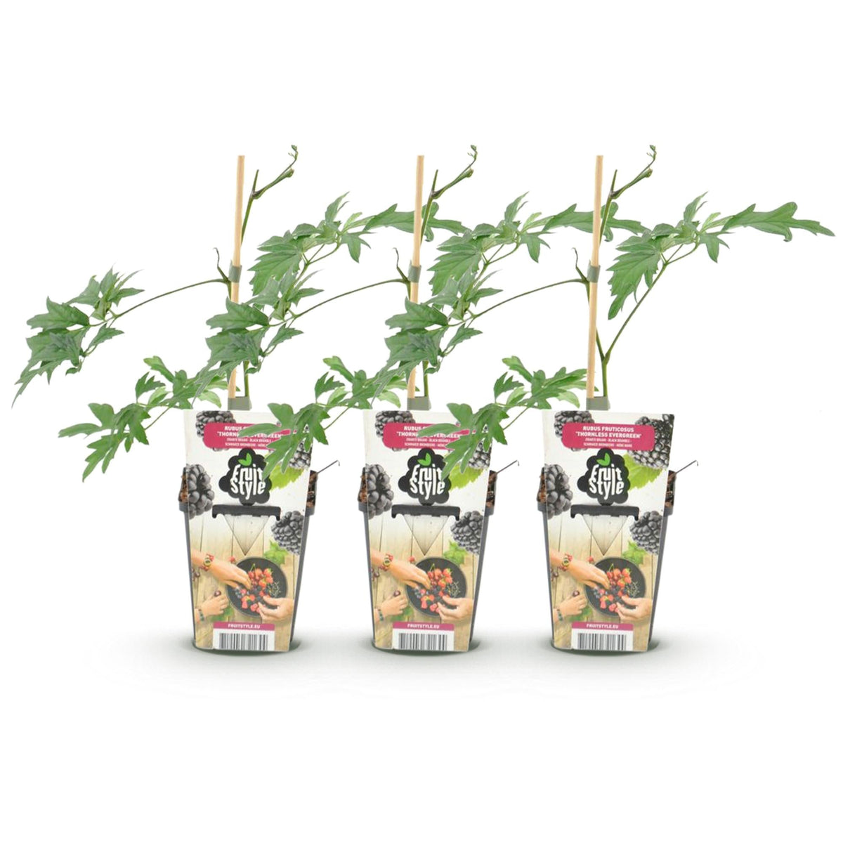 Groenblijvende Braam - Rubus Thornless Evergreen - Winterhard - 3 Planten - Forestbloom