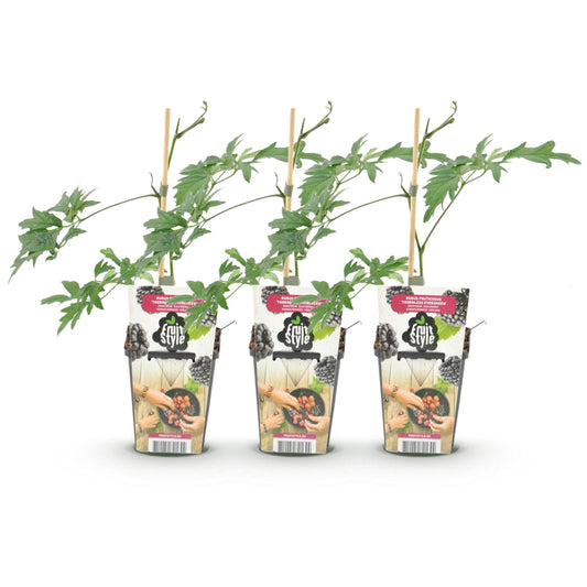 Groenblijvende Braam - Rubus Thornless Evergreen - Winterhard - 3 Planten - Forestbloom