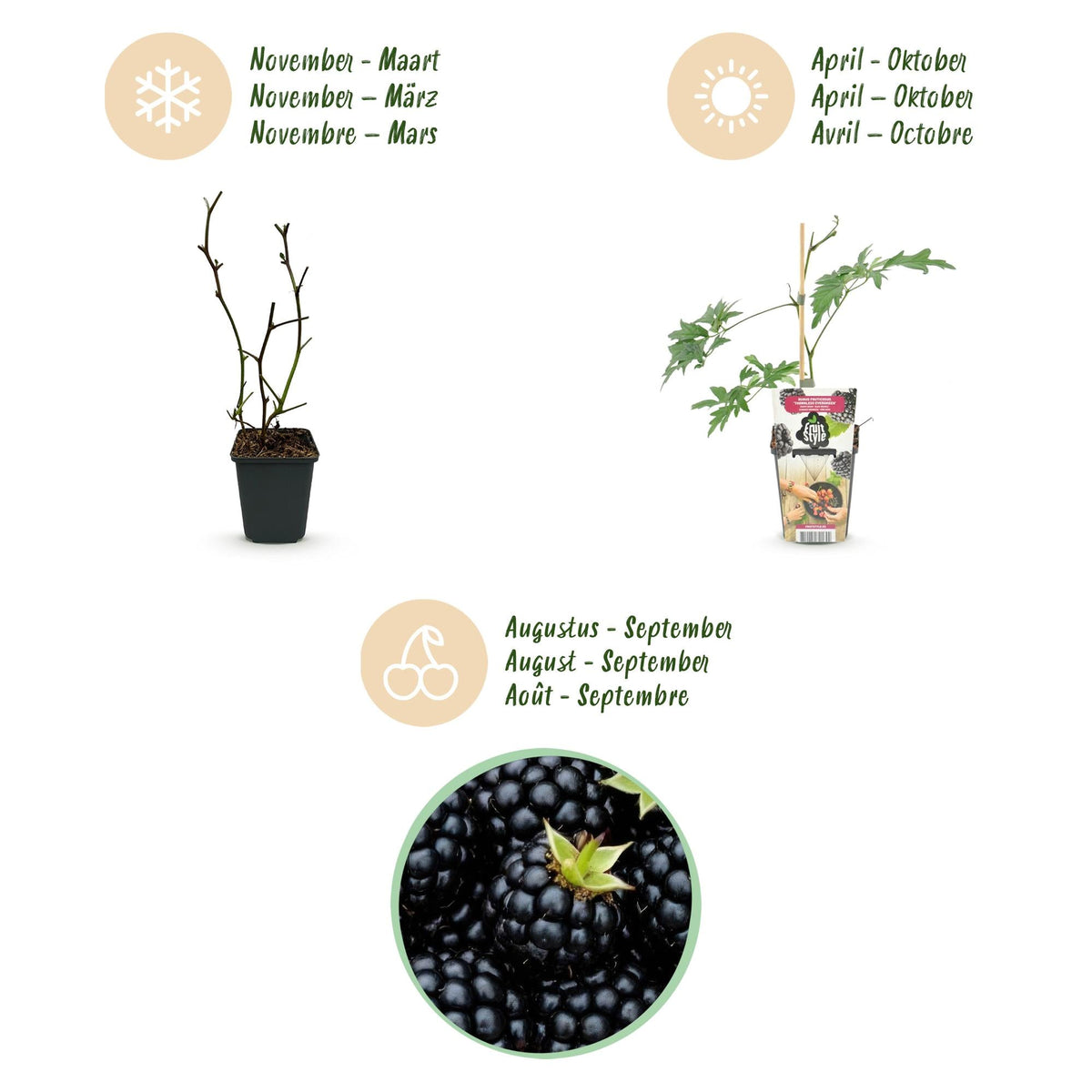 Groenblijvende Braam - Rubus Thornless Evergreen - Winterhard - 6 Planten - Forestbloom