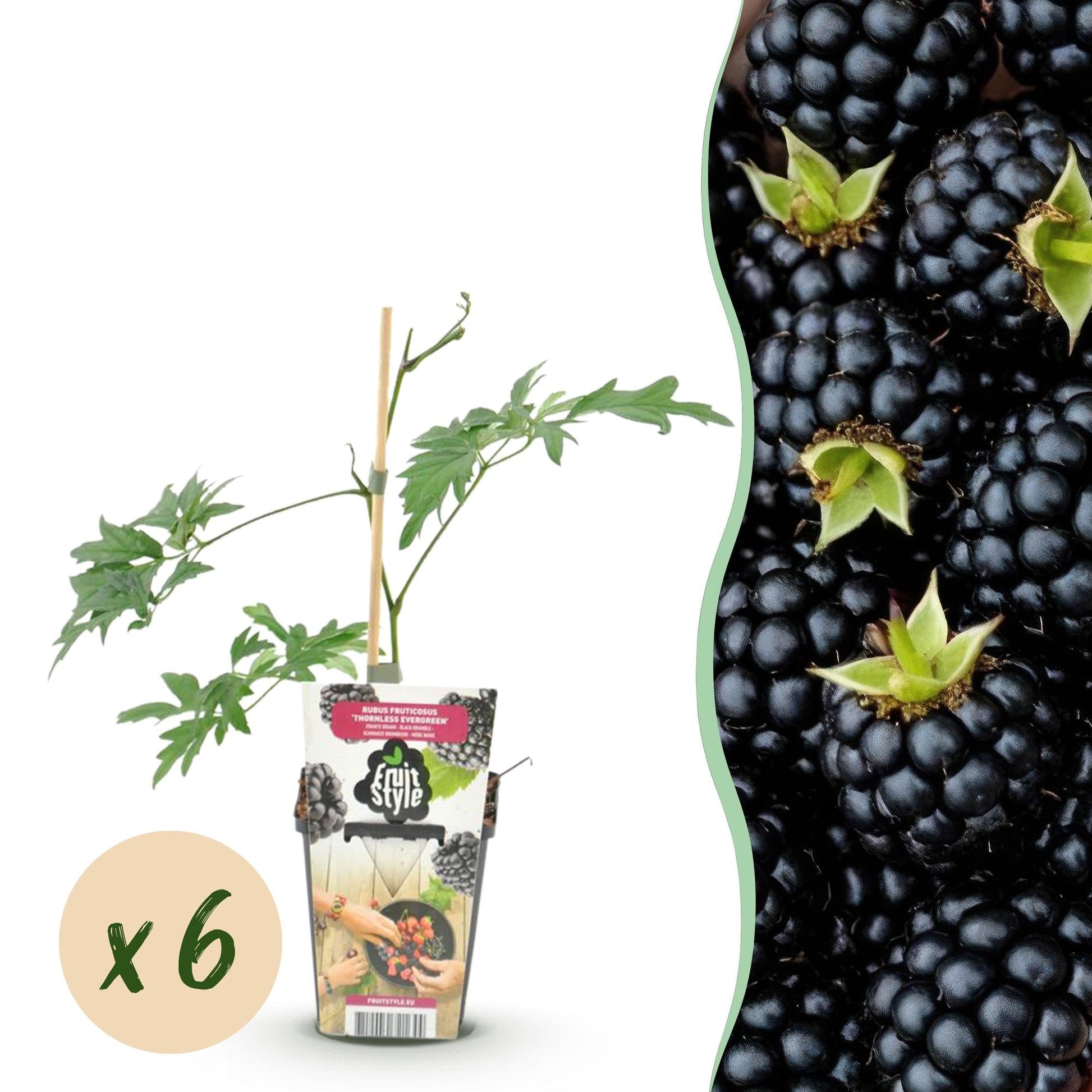 Groenblijvende Braam - Rubus Thornless Evergreen - Winterhard - 6 Planten - Forestbloom