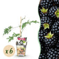 Groenblijvende Braam - Rubus Thornless Evergreen - Winterhard - 6 Planten - Forestbloom
