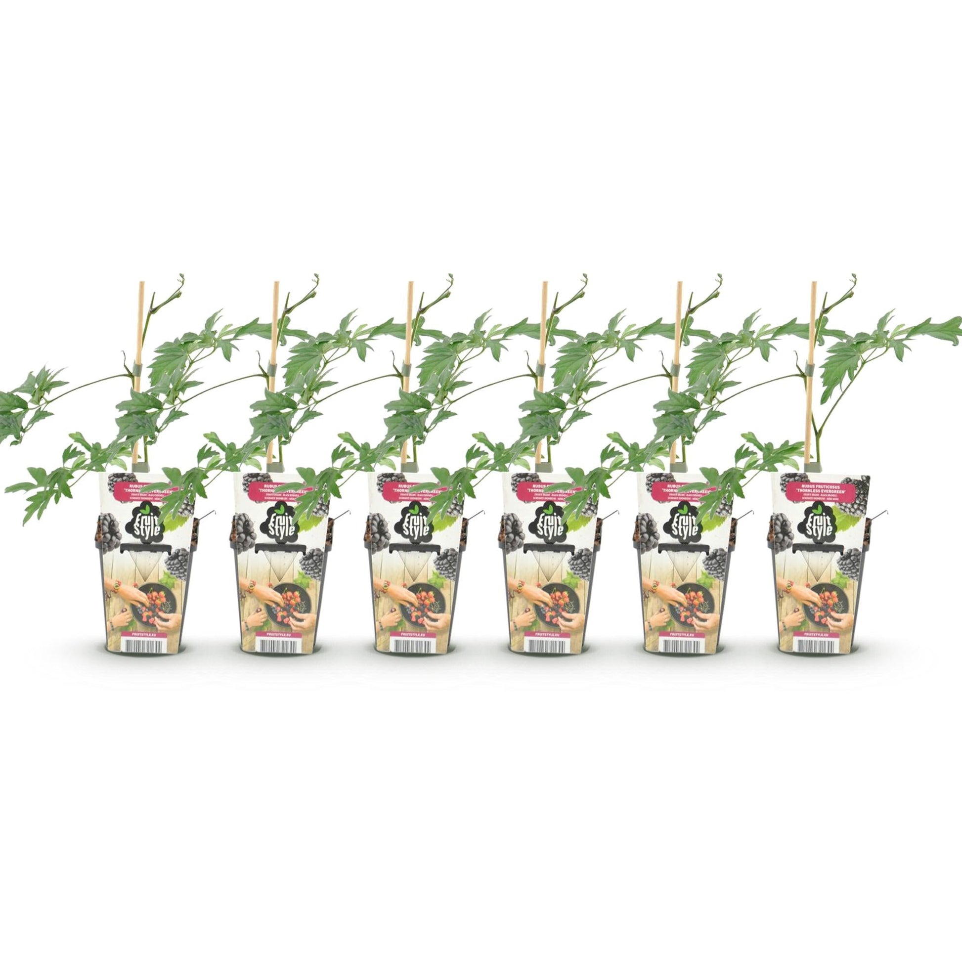 Groenblijvende Braam - Rubus Thornless Evergreen - Winterhard - 6 Planten - Forestbloom